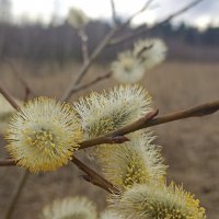 Пушистики :: Pippa 