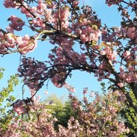 ЧЕРЕШНЕВЫЙ САД. АПРЕЛЬ 2025 :: Tata Wolf