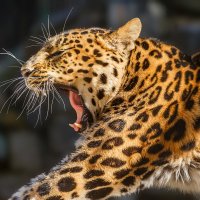 Леопард :: SanSan 