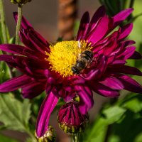 Хризантема :: Игорь Сикорский