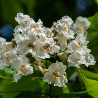 Катальпа :: Игорь Сикорский