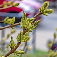 Сирень апрельская :: Валерий Иванович Сирень апрельская :: Валерий Иванович