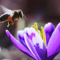 В полёте :: Людмила Смородинская