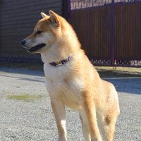 Первый раз на даче :: Татьяна Лютаева Первый раз на даче :: Татьяна Лютаева