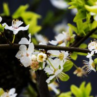 Весенние  цветы :: Валентин Семчишин