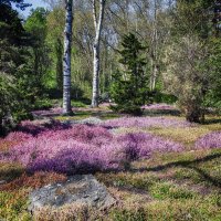 Там где цветет вереск :: Андроник Александр 