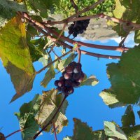 игра в прятки :: ИРЭН@ .