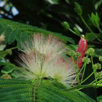 Мармарис  июнь  Турция :: Елена Шаламова