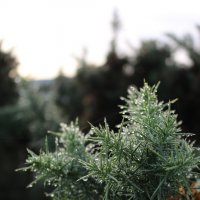 Символ Шотландии :: Ольга 