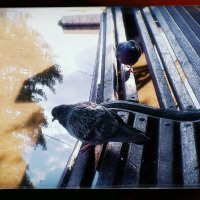 Добровольные голуби. :: Игорь Солдаткин