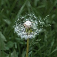 Одуван. :: Александр 