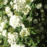 Спирея :: Freddy 97