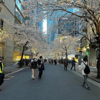 В Токио пришло время цветения сакуры :: Елена В Токио пришло время цветения сакуры :: Елена