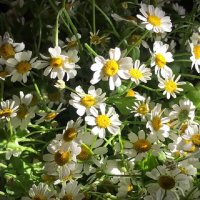 А лето будет обязательно!! :: Татьяна Юрасова