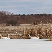 Весенний этюд :: Валентин Котляров
