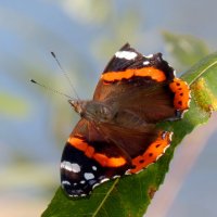 опять про бабочек 14 :: Александр Прокудин