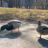 Утки :: Сапсан 