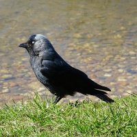 Галка на берегу водоёма. :: Милешкин Владимир Алексеевич 