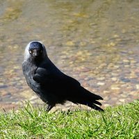 Острый взгляд галки. :: Милешкин Владимир Алексеевич 