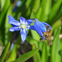 Пчёлка с синей пыльцой :: Татьяна Лютаева