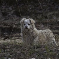 Лохматик :: Пасечник 