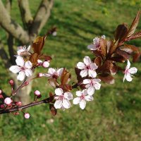 Апрельское цветение :: Рита Симонова