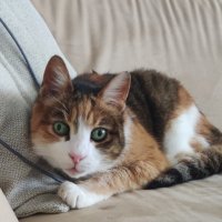 Кети моя красавица :: Светлана Хращевская