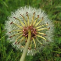 Одуванчик :: Anna Ivanova