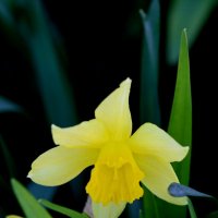 Нарцисс на солнце. :: Александр Кондаков