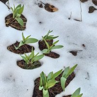 Непредсказуемый апрель... :: veilins veilins Непредсказуемый апрель... :: veilins veilins