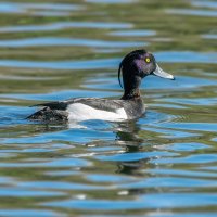 Про уток :: Владимир Колесников