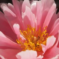 Нежный :: Pippa Нежный :: Pippa