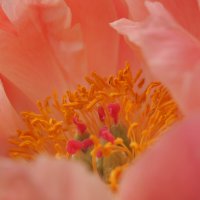 Персиковый :: Pippa 