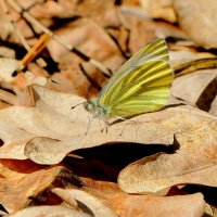 Бабочки середины апреля 2025  1 :: Александр Прокудин