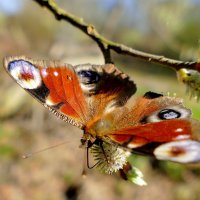 Бабочки середины апреля 2025 2 :: Александр Прокудин Бабочки середины апреля 2025 2 :: Александр Прокудин