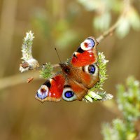 Бабочки середины апреля 2025  4 :: Александр Прокудин