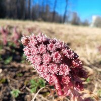 Белокопытник :: Сапсан 