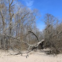 Западный Котлин :: skijumper Иванов