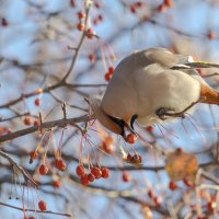Свиристель. :: Виктор Иванович Чернюк Свиристель. :: Виктор Иванович Чернюк