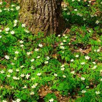 Ветреницы :: Милешкин Владимир Алексеевич 