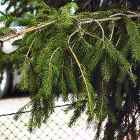 Красиво свисают :: Юрий Гайворонскiий