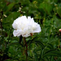 Белоснежный пион. :: nadyasilyuk Вознюк Белоснежный пион. :: nadyasilyuk Вознюк