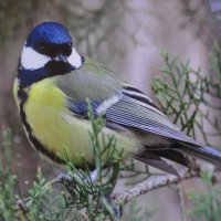 Синичка на туе :: Людмила Смородинская Синичка на туе :: Людмила Смородинская