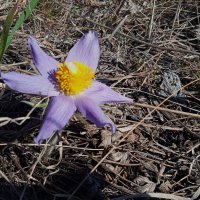 цветы, как звёзды :: Елена Шаламова