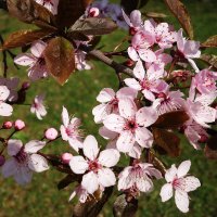 Апрельское цветение :: Рита Симонова