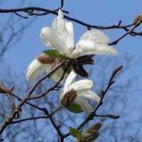 Апрельское цветение :: Рита Симонова