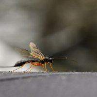 взяли попутчицу :: Осень взяли попутчицу :: Осень