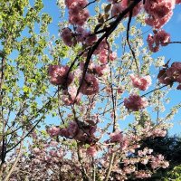 «Черешневый лес» :: Tata Wolf