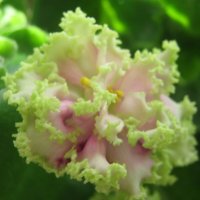 Фиалка :: Елена Семигина Фиалка :: Елена Семигина