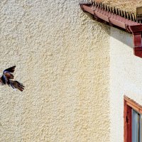 Жар-птица :: Oleg4618 Шутченко